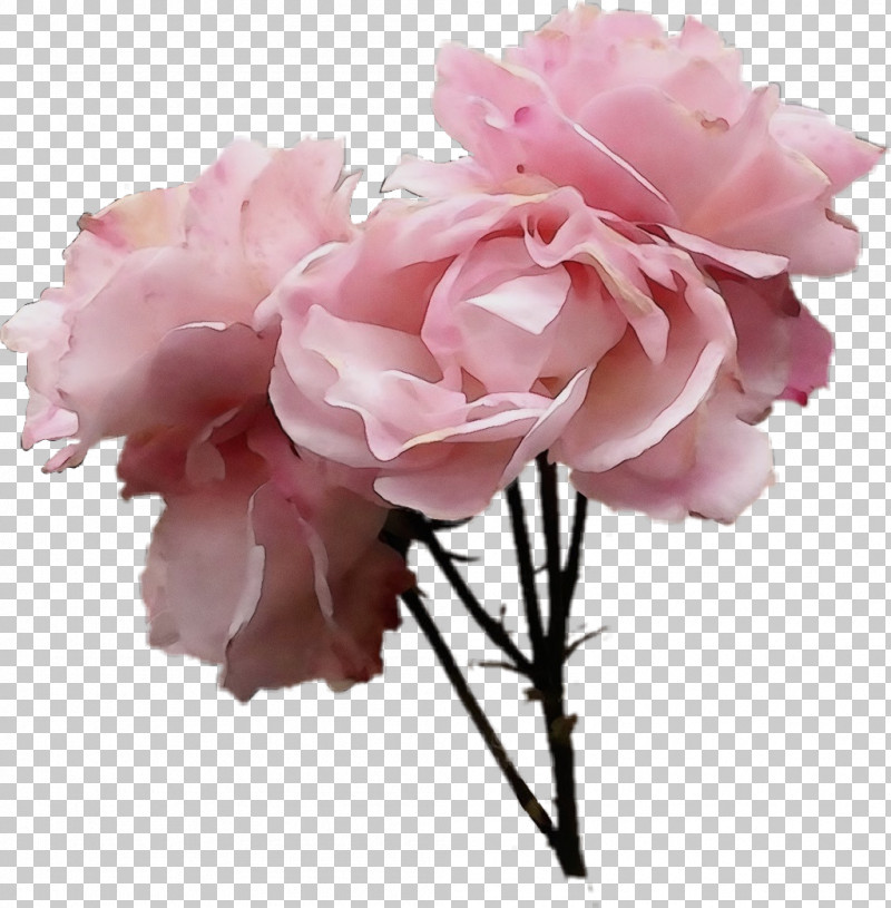 Garden Roses PNG, Clipart, Artificial Flower, Blossom, Branch, Chinese Peony, Common Peony Free PNG Download