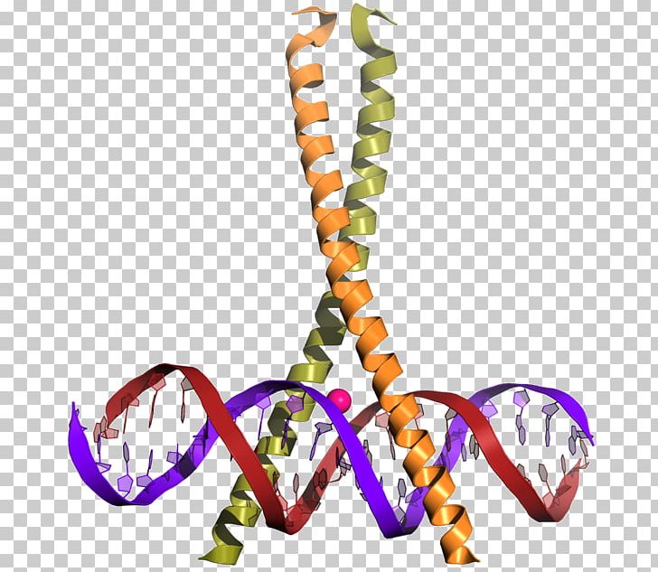 CREB-binding Protein Transcription Factor Leucine Zipper CREB1 PNG, Clipart, Animal Figure, Binding Protein, Body Jewelry, Bzip Domain, Circadian Clock Free PNG Download