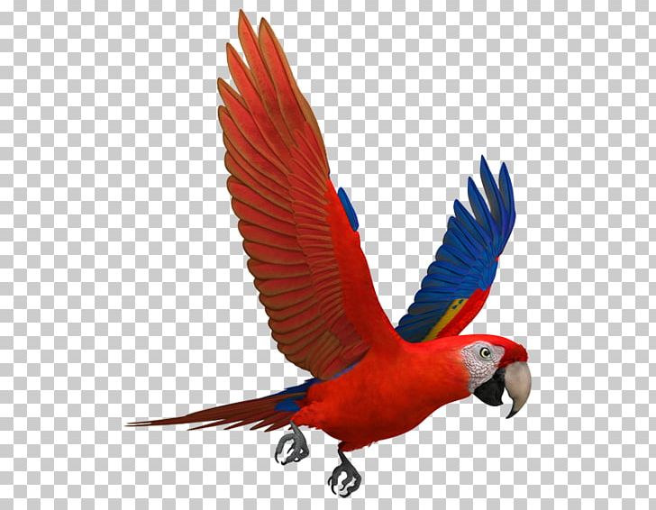 Scarlet Macaw Parrots Blue-and-yellow Macaw PNG, Clipart, Beak, Bird, Blueandyellow Macaw, Common Pet Parakeet, Family Free PNG Download