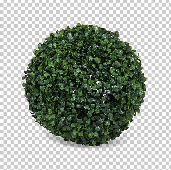 EPDM Rubber Natural Rubber Common Ivy Synthetic Rubber Hedge PNG, Clipart, Common Ivy, Dedeman, Epdm Rubber, Flowerpot, Grass Free PNG Download