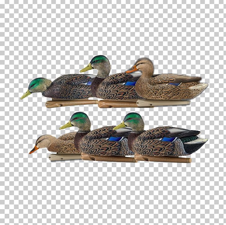 Mallard Duck Flight Decoy Waterfowl Hunting PNG, Clipart, Animals, Avian, Beak, Bird, Decoy Free PNG Download