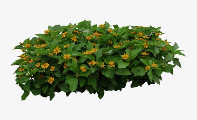 Plant Yellow Flowers Shrub PNG, Clipart, Flowers, Flowers Clipart, Plant, Plant Clipart, Shrub Clipart Free PNG Download
