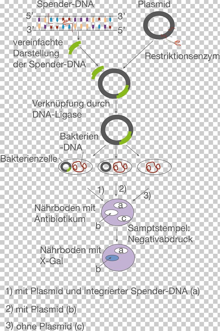 Plasmid Molecular Cloning Restriction Enzyme E. Coli Genetic Engineering PNG, Clipart, Area, Biology, Biotechnology, Circle, Diagram Free PNG Download