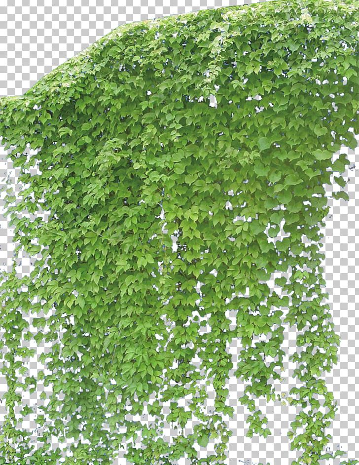 Vine Plant PNG, Clipart, Certificate Gold Design Creeper, Computer Icons, Corner Creeper Green Cartoon, Creeper Hang On Road Floral, Creepers Free PNG Download
