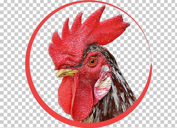 Chicken Rooster Cockfight Comb Wattle PNG, Clipart, Animals, Beak, Bird, Capon, Castration Free PNG Download