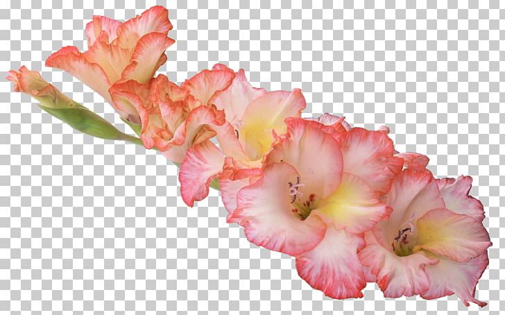 Gladiolus Xd7gandavensis PNG, Clipart, Birthday, Blossom, Clip Art, Color, Cut Flowers Free PNG Download