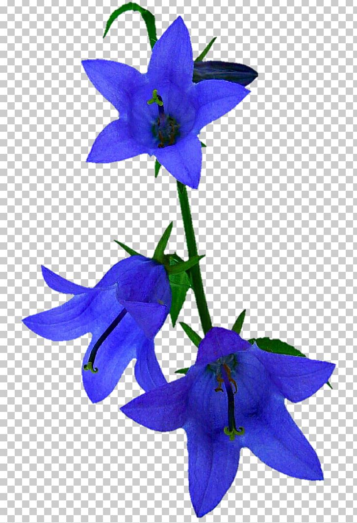 Harebell Flower Campanula Portenschlagiana Common Bluebell Violet PNG, Clipart, Bellflower, Bellflower Family, Bellflowers, Blue, Campanula Portenschlagiana Free PNG Download