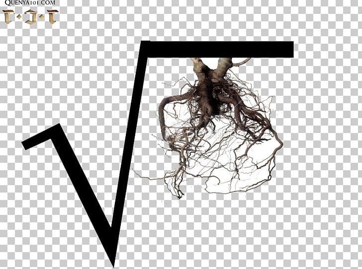 Moreton Bay Fig Tree Root Soil Oak PNG, Clipart, Angle, Beech, Brand, European Beech, Evergreen Free PNG Download