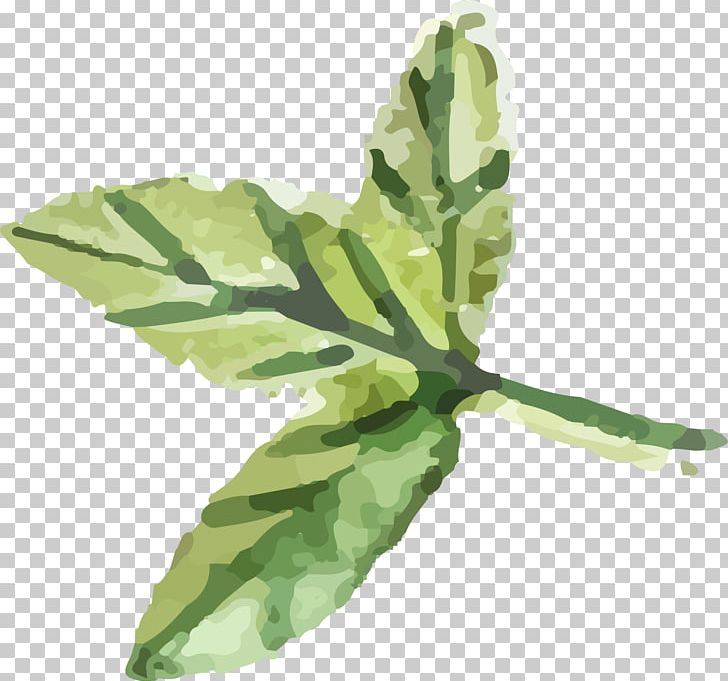 Spring Greens Herbalism Leaf Plant Stem PNG, Clipart, Herb, Herbalism, Leaf, Leaf Vegetable, Plant Free PNG Download