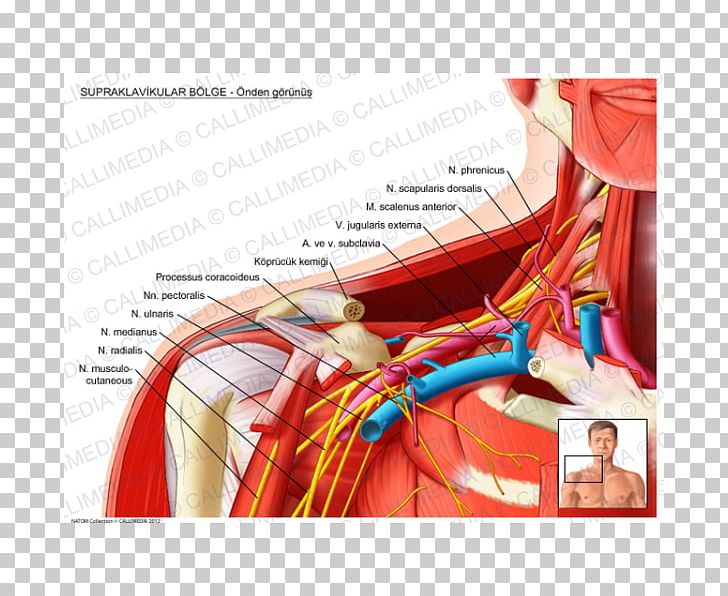 Supraclavicular Fossa Supraclavicular Lymph Nodes Anatomy Supraclavicular Nerves Infraclavicular Fossa PNG, Clipart, Anatomy, Anterior, Arm, Artery, Brachial Plexus Free PNG Download
