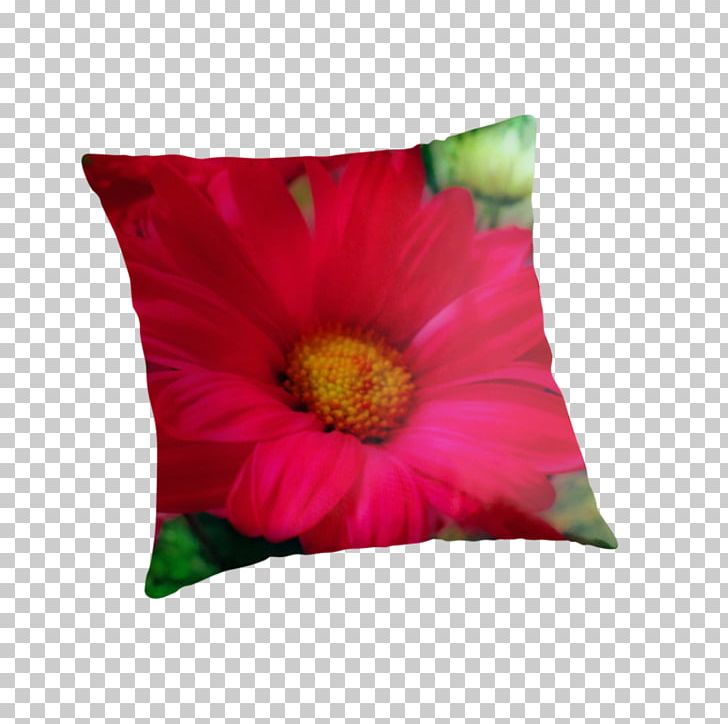 Transvaal Daisy Cushion Throw Pillows Magenta PNG, Clipart, Cushion, Flower, Flowering Plant, Furniture, Gerbera Free PNG Download