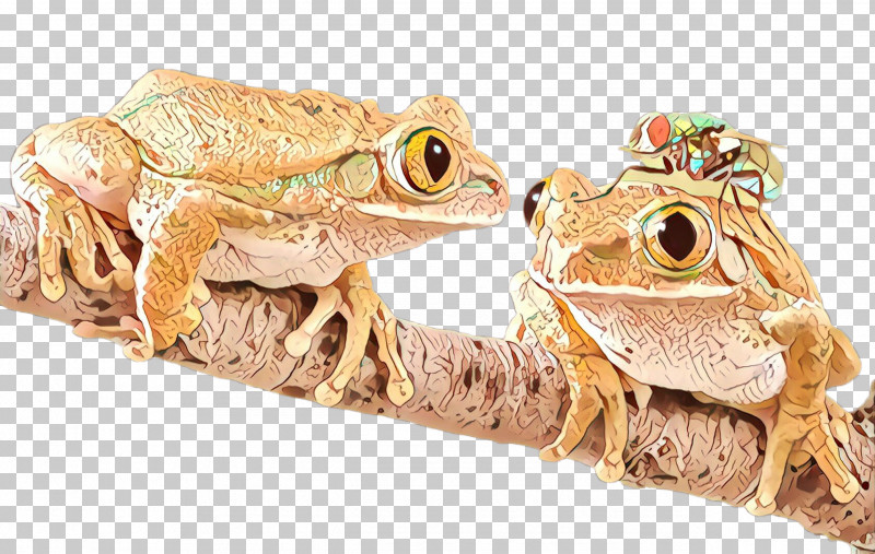 Frog True Frog Toad True Toad Bullfrog PNG, Clipart, Anaxyrus, Beaked Toad, Bufo, Bullfrog, Cane Toad Free PNG Download