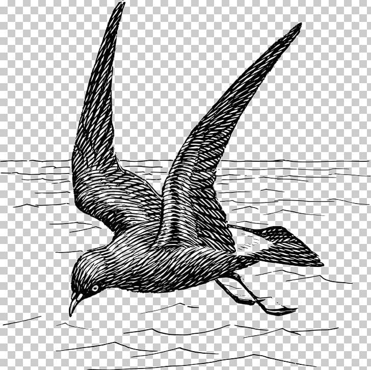 Duck Bird Goose Beak Gulls PNG, Clipart, Animals, Art, Beak, Bird, Black And White Free PNG Download