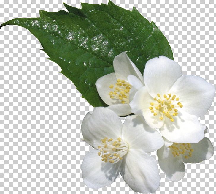 Flower White PNG, Clipart, Collage, Color, Digital Image, Flower, Flowering Plant Free PNG Download