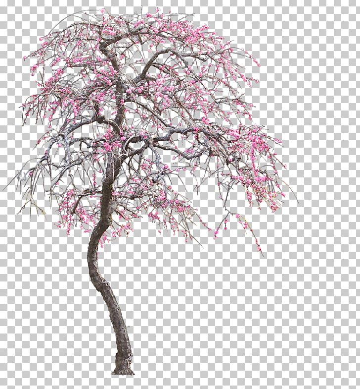 Tree PNG, Clipart, Blossom, Branch, Cherry Blossom, Flower, Flower Tree Free PNG Download