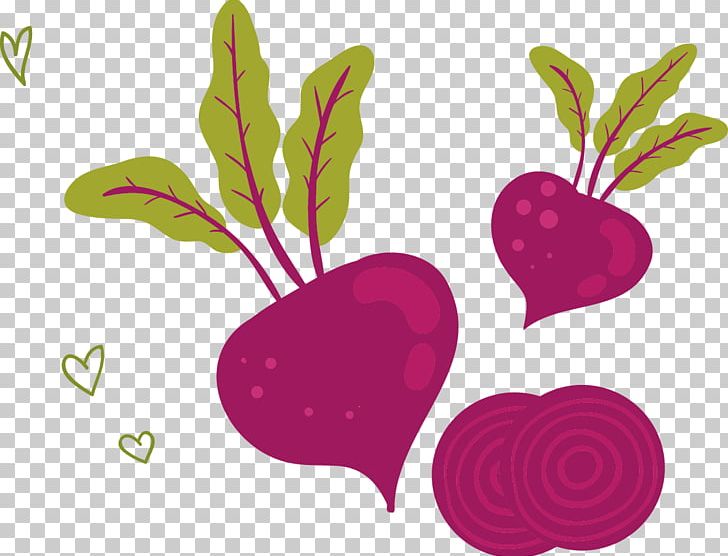 U852cu83dcu7f8eu98df Vegetable Radish Illustration PNG, Clipart, Beet, Cabbage, Cartoon, Cartoon Eyes, Cartoon Vector Free PNG Download