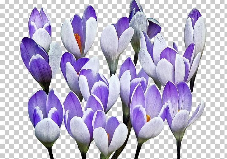 Flower Advertising Floristry Blomsterbutikk PNG, Clipart, Advertising, Blomsterbutikk, Crocus, Floral Design, Florist Free PNG Download