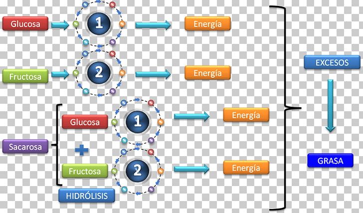 Metabolic Pathway Carbohydrate Metabolism Sugar PNG, Clipart, Brand, Carbohydrate, Carbohydrate Metabolism, Catabolism, Computer Icon Free PNG Download