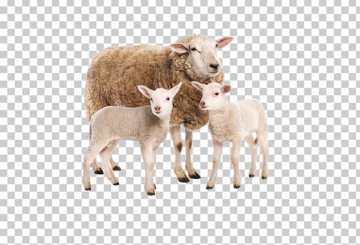 Sheep Goat Charolais Cattle Limousin Cattle Beef Cattle PNG, Clipart, Animals, Beef Cattle, Caprinae, Cattle, Charolais Cattle Free PNG Download