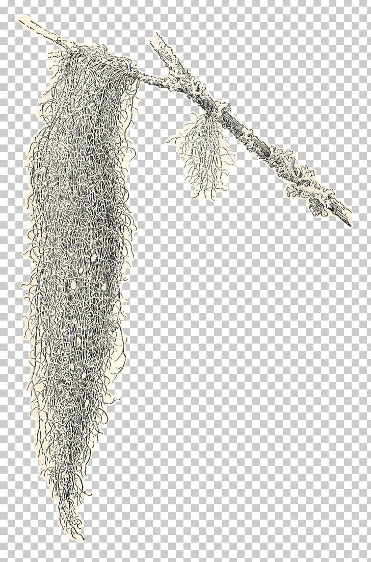 Spanish Moss Drawing PNG, Clipart, Blog, Clip Art, Drawing, Free Moss Cliparts, Moss Free PNG Download