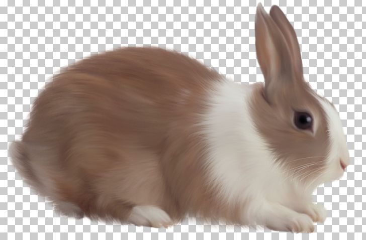 White Rabbit PNG, Clipart, Angel Bunny, Animals, Cli, Cottontail Rabbit, Desktop Wallpaper Free PNG Download