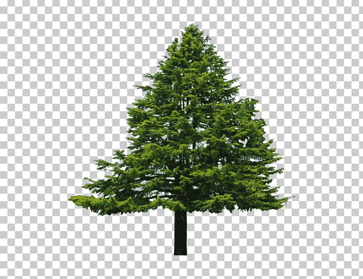 Douglas Fir Conifers Evergreen Tree PNG, Clipart, Biome, Branch, Bush, Christmas Decoration, Christmas Ornament Free PNG Download