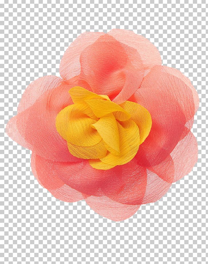 Garden Roses Cut Flowers Petal PNG, Clipart, Barrette, Blossom, Camellia, Crazy 8, Cut Flowers Free PNG Download