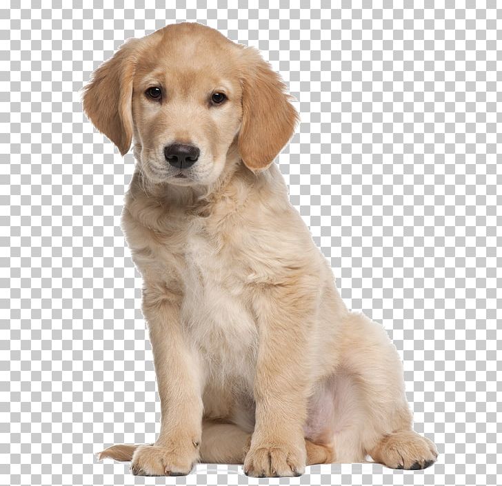 Golden Retriever Labrador Retriever Puppy Cat Dog Training PNG, Clipart, Animals, Carnivoran, Cat, Companion Dog, Dog Breed Free PNG Download