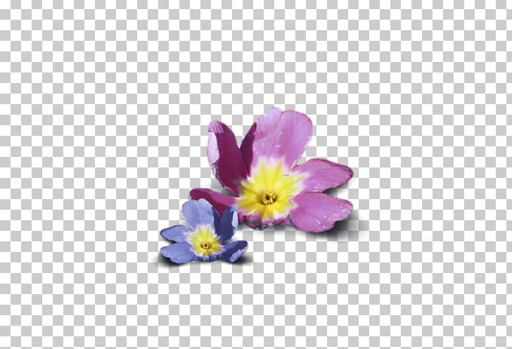 Petal Primrose Dietary Supplement Violet Flower PNG, Clipart, Annual Plant, Artificial Flower, Dietary Supplement, Fish Oil, Flower Free PNG Download