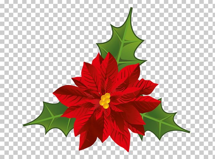 Poinsettia Flower Christmas PNG, Clipart, Aquifoliaceae, Christmas, Christmas Card, Christmas Ornament, Christmas Plants Free PNG Download