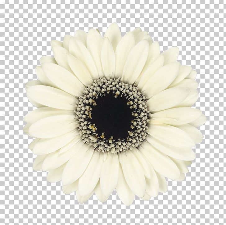 Common Daisy Mariano's Transvaal Daisy Cut Flowers PNG, Clipart, Artificial Flower, Chrysanthemum, Common Daisy, Cut Flowers, Daisy Free PNG Download
