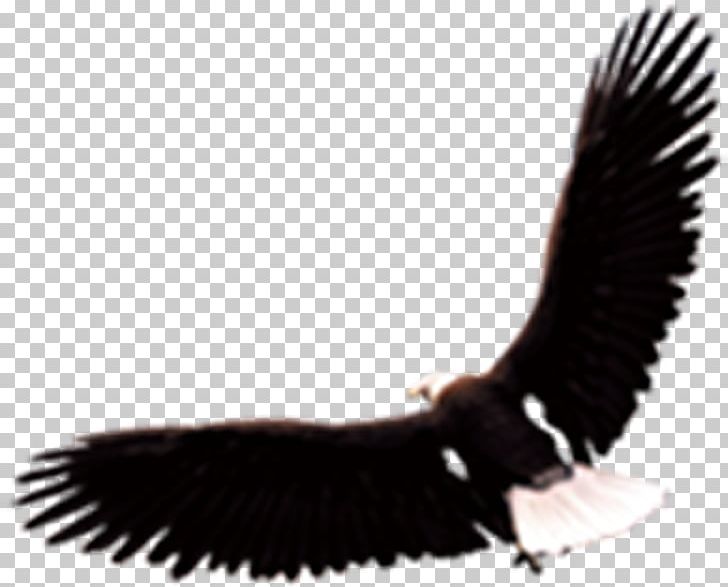 Eagle Hawk Vecteur Euclidean PNG, Clipart, Accipitriformes, Animal, Animals, Bald Eagle, Beak Free PNG Download
