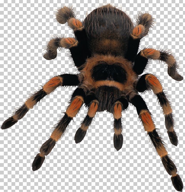 Spider Web PNG, Clipart, 8bit Color, Arachnid, Arthropod, Free, Image File Formats Free PNG Download