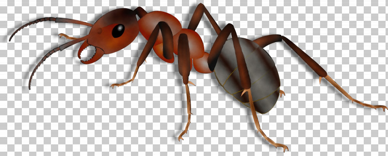 Insect Ant Carpenter Ant Pest Membrane-winged Insect PNG, Clipart, Animal Figure, Ant, Carpenter Ant, Insect, Membranewinged Insect Free PNG Download