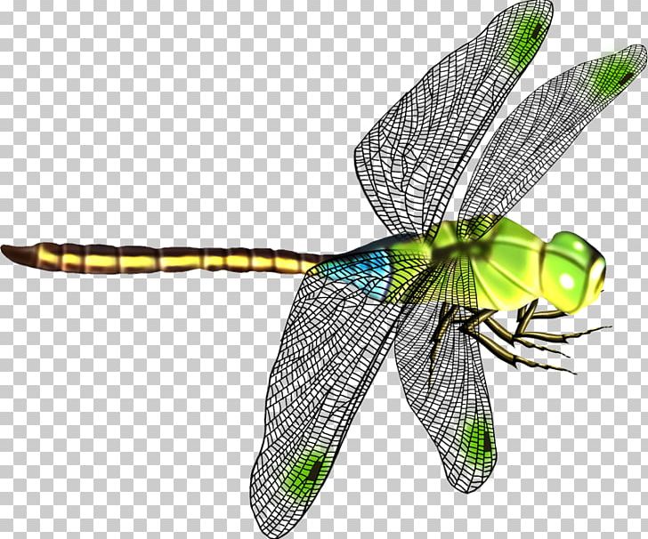 Dragonfly Icon PNG, Clipart, Angel Wing, Angel Wings, Arthropod, Bea, Beauty Salon Free PNG Download