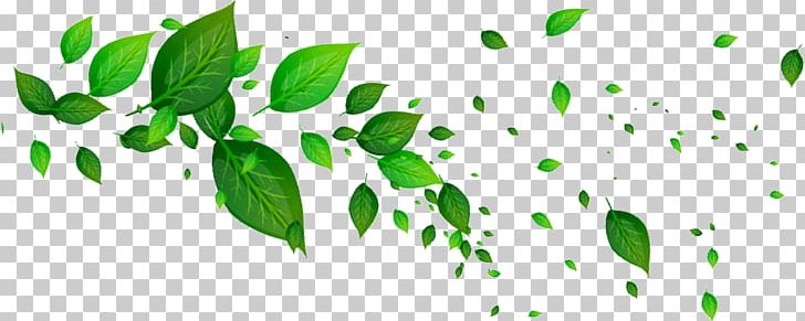 Leaf Green PNG, Clipart, Background Green, Color, Download, Encapsulated Postscript, Fall Leaves Free PNG Download