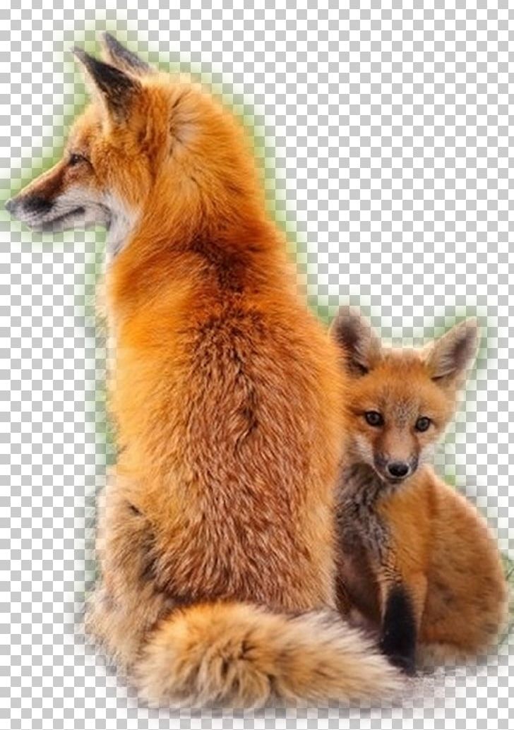 Red Fox Dog Illinoian Infant PNG, Clipart, Animal, Animals, Canidae, Carnivoran, Child Free PNG Download