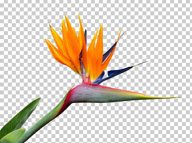Bird Of Paradise Flower Strelitzia Nicolai Bird-of-paradise PNG, Clipart, Beak, Bird, Birdofparadise, Bird Of Paradise, Bird Of Paradise Flower Free PNG Download