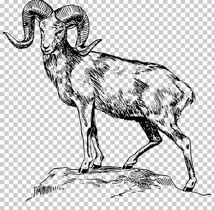 Sheep Ram Trucks Drawing Animal Illustrations PNG, Clipart, Animal  Illustrations, Animals, Argali, Bighorn Sheep, Black And