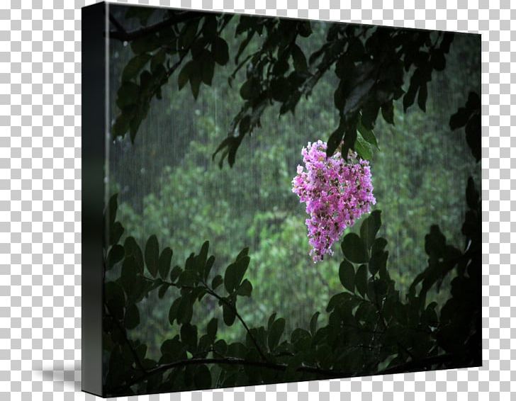 Shrub Common Lilac Petal PNG, Clipart, Branch, Common Lilac, Crepe Myrtle, Flora, Flower Free PNG Download