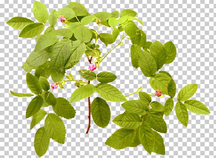 Dog-rose Stock Photography PNG, Clipart,  Free PNG Download