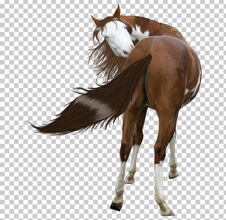 Horses Mustang American Paint Horse Miles City Bucking Horse Sale Stallion PNG, Clipart, American Paint Horse, Animal, Bridle, Bronco, Bucking Free PNG Download