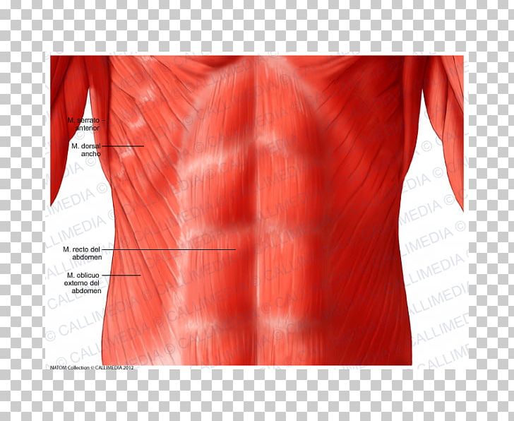 Pelvis Abdomen Anatomy Muscle Muscular System PNG, Clipart, Abdomen, Anatomy, Arm, Human Anatomy, Human Body Free PNG Download