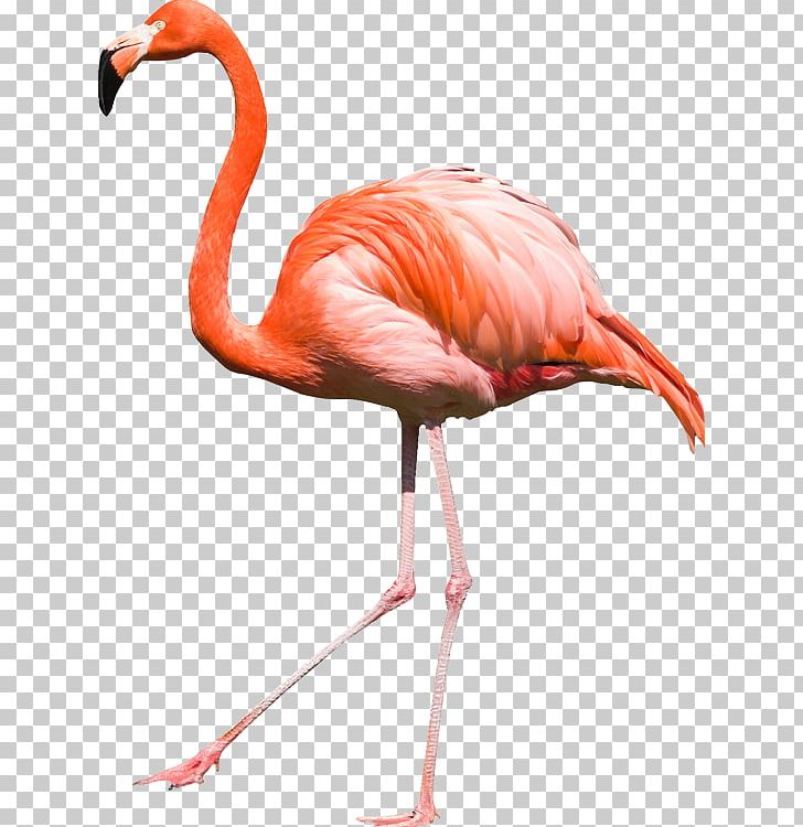 Bird Flamingos PNG, Clipart, Animals, Beak, Bird, Computer Icons, Digital Image Free PNG Download