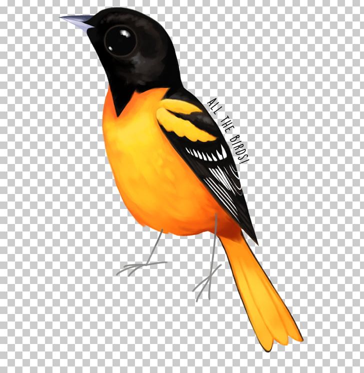 Old World Orioles Piciformes Beak Fauna PNG, Clipart, Animals, Beak, Bird, Fauna, Feather Free PNG Download