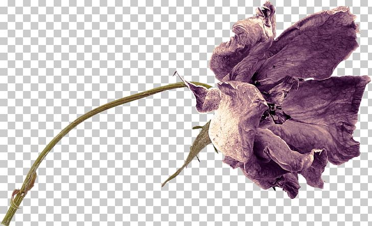 Petal Flower Painting Portable Network Graphics Chamomile PNG, Clipart, Antique, Chamomile, Flower, Flower Bouquet, Leaf Free PNG Download