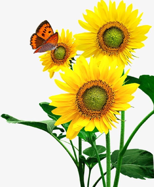 Sunflower Sunflower PNG, Clipart, Agriculture, Backgrounds, Beauty In Nature, Blue, Botany Free PNG Download