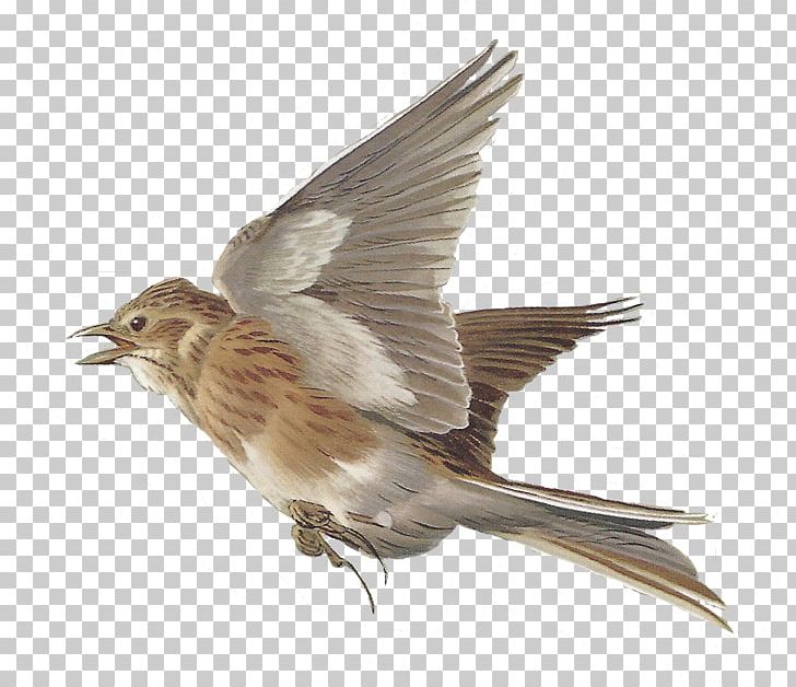 Bird Lark House Sparrow PNG, Clipart, American Sparrows, Animals, Barn Swallow, Beak, Bird Free PNG Download
