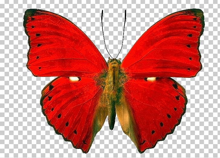 Butterfly Insect Blood-red Glider Owl Butterflies Morpho PNG, Clipart, Arthropod, Brush Footed Butterfly, Butterflies And Moths, Butterfly, Caligo Eurilochus Free PNG Download