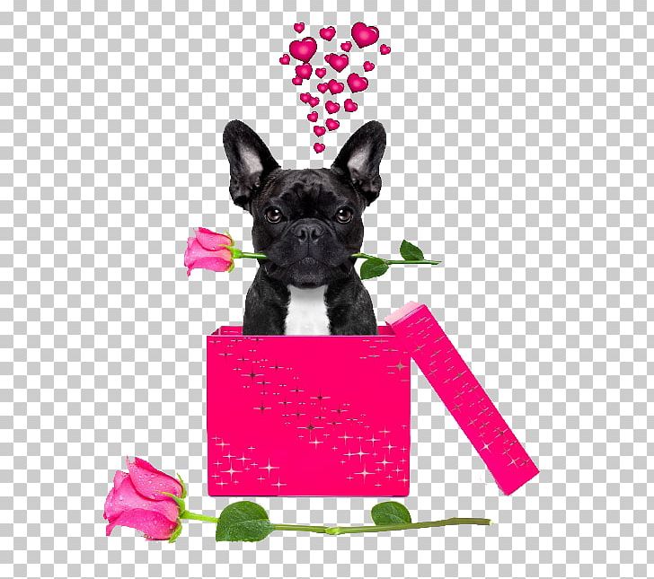 French Bulldog Chihuahua Boxer Pug PNG, Clipart, Bulldog, Carnivoran, Cushion, Cuteness, Dog Breed Free PNG Download